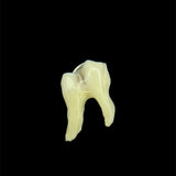 Steel Deer Molar Ring Plain Jane