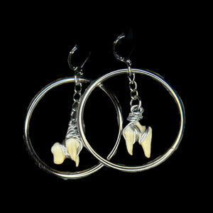 Steel Hoop Raccoon Tooth Earrings