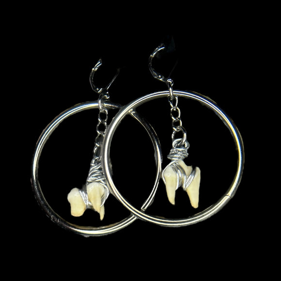 Steel Hoop Raccoon Tooth Earrings