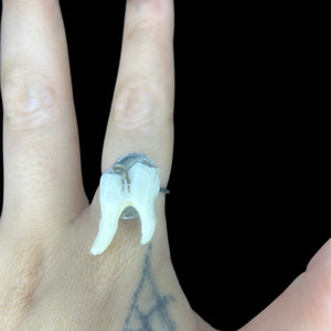Steel Deer Molar Ring Plain Jane