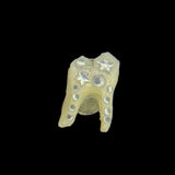 Steel Sparkle Deer Tooth Ring
